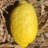 SolanaLemonade's profile image