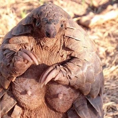 meqijo77's profile picture. 