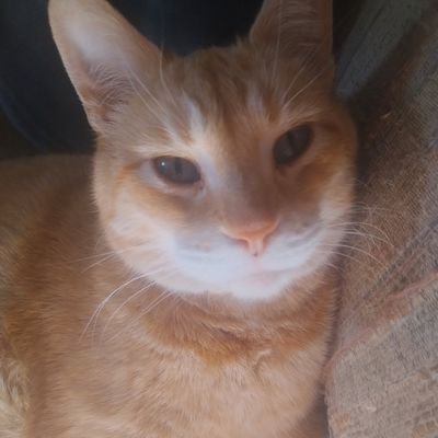 DangOandDawg's profile picture. Old Dawg refusing the, new tricks.