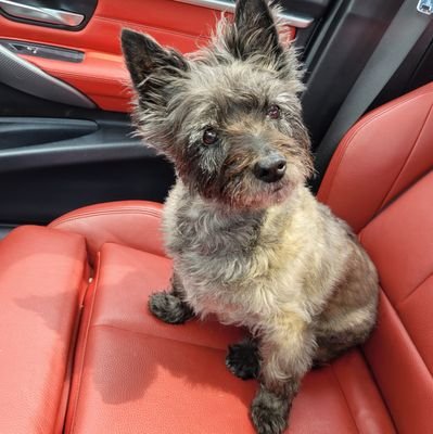 realstevelynch's profile picture. 