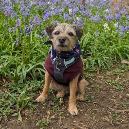 I try to keep my humans under control whilst we help to save seals.
Very proud member of #BTPosse
Inspiration & face of Mum's new Etsy business BonniesBearHugs