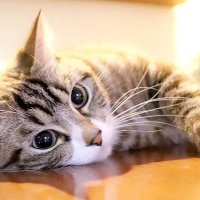 こうのす (@kimurayuuka5) 's Twitter Profile