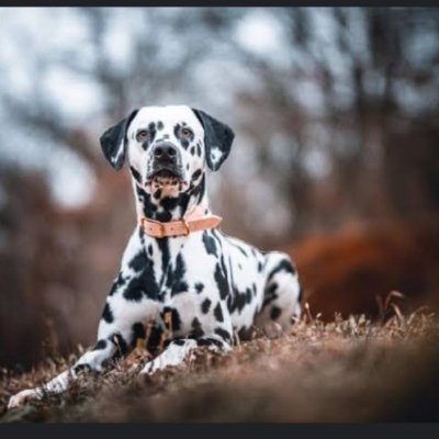 DeBaYoR10's profile picture. 