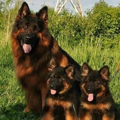 olapuff00's profile picture. I’m a dog breeder, lover, crypto enthusiasts