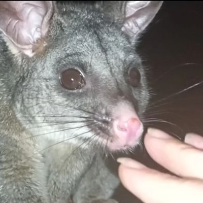 Just a silly possum posting my vids & pics (& also RT) of wildlife... like frogs & possums... & more (no DMs)