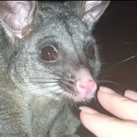 Silly Possum (@silly_possum) 's Twitter Profile