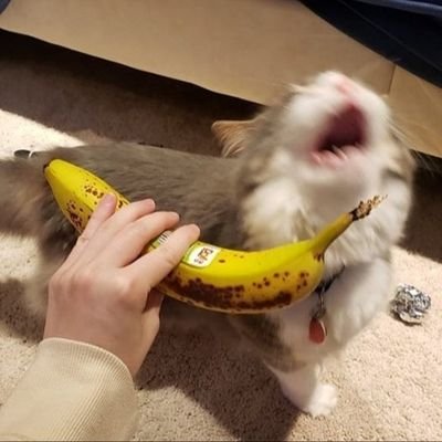 lisa63360482617's profile picture. shitlib/libtard