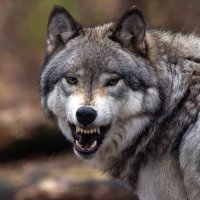 Wolf of Justice(@salahdine020) 's Twitter Profile Photo