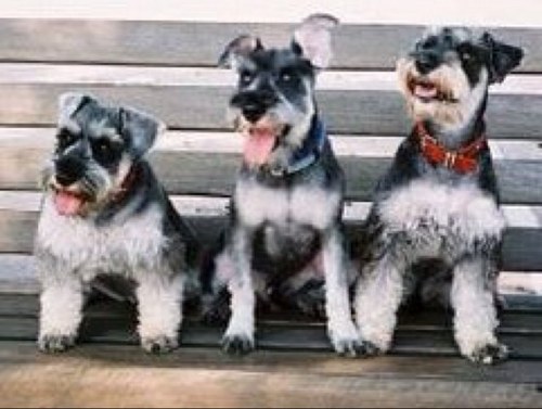 caninequotes's profile picture. Inspirational quotes, proverbs, sayings, facts, one liners, tag lines, tips & photos to inspire Dog Lovers Globally. - for Cat Lovers follow @felinequotes