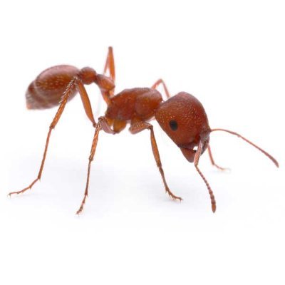 Ant with internet Connection
