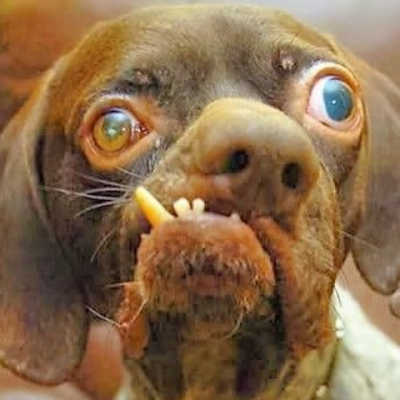 pandabanan31144's profile picture. 