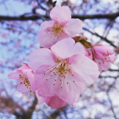 20↑ / スピッツ 2017→ きっかけはコメット / 💜NEW MIKKE 宮城🍊ひみスタ Kアリ 武道館 / ロックのほそ道 2023 2025 / 無言フォロー失礼します🙇