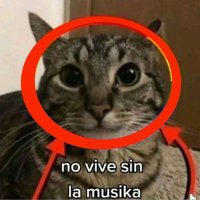 no cat no happy life (@soy_un_gato_xd) 's Twitter Profile