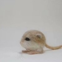 MIKI (@mikisonsol) 's Twitter Profile Photo