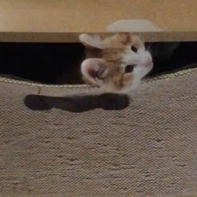毳さんのプロフィール画像