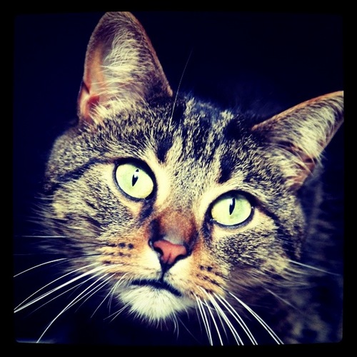 Animal Lover