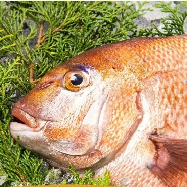 俳句集団いつき組2023年魚組🐟。吾が死に文字は存在し死と時に勝利し吾の文字は未来へ。俳句さんと繋がりたい。俳句を詠み鱒。You Tube https://t.co/8m1Rs4W4yY