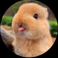 Charming Critter Haven(@Hongmon1805) 's Twitter Profile Photo