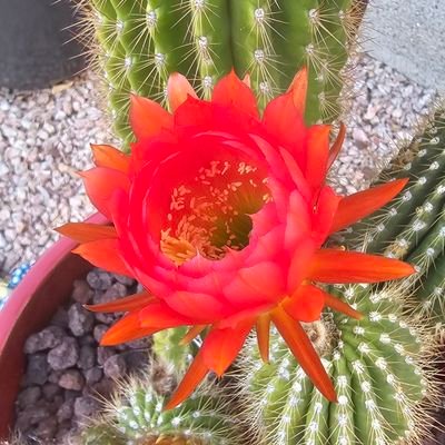 Conservative adult human female musician. I love cactus more than most people. If you find me offensive, stop finding me! #DeSantis2028