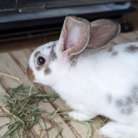 うさぎのシュガー (@usaginosugar) 's Twitter Profile Photo うさぎのシュガー (@usaginosugar) 's Twitter Profile Photo