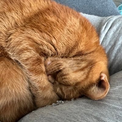 nagaimo1223's profile picture. 生89年/フルタイム正社員（育休中）/👩🏻🧑🏻👶🏻🐈/不妊治療（体外顕微）の末🥚/呼び捨てタメ大歓迎🫶🏻/予定日2024/12/23→超過し12/25爆誕 /不妊治療垢→＠nagaimo92