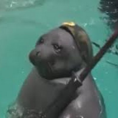 Mr_Fat_Grunt's profile picture. 