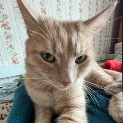 tuv1muv's profile picture. 