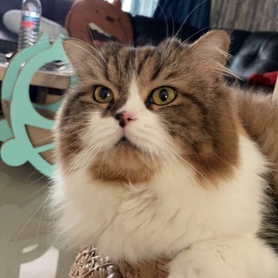 hasana1212's profile picture. 