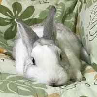 pyon (@kame__pyon) 's Twitter Profile