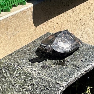 gmSZauQbMC42274's profile picture. 子供の頃から生き物飼ってます。オッサンになっても飼ってます。