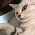 猫野ししゃも(1巻お届けチャレンジ中) (@shishamodaiski) Twitter profile photo 猫野ししゃも(1巻お届けチャレンジ中) (@shishamodaiski) Twitter profile photo