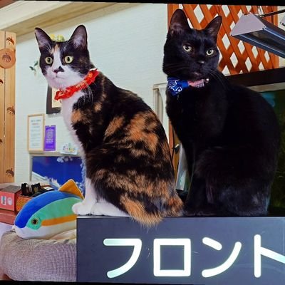Mizuki_silvers's profile picture. 長野県志賀高原一の瀬・標高1650mにあるスキー宿、スポーツホテルシルバー志賀の女将です。
冬春はスキー、夏秋はスポーツ合宿メインで営業中！日常、当館の看板猫、看板犬、女将の趣味(主に漫画)、合宿に来ている選手の応援等々の超雑垢です。
1泊3食合宿のご相談はお気軽に当DMかお電話にてどうぞ！