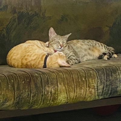 tanwarvs's profile picture. An Indian