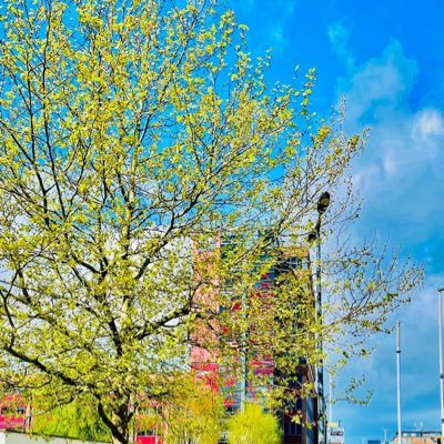 KingsleyIweha's profile picture. 