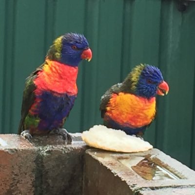 NoSheep5928's profile picture. Don’t follow me - I just retwat stuff, and dump my factless annoyance AND nothing against 🐑