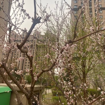 apple8896411234's profile picture. 特殊之处在于不特殊