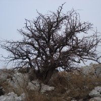 Plavomorex (@plavomore5) 's Twitter Profile