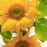 ak (@aka_12redcat20) 's Twitter Profile Photo