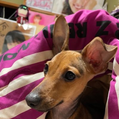 haru1999_0202's profile picture. 愛犬アイナが愛おしい🐕 小泉遥香 ぶんみか 高城れに 超ときめき宣伝本部 ぶんぶんみかちゃんねるの回し者AE エガちゃんねる村民 あたおか ガンヲタ 虎キチです🐯 愛機YAMAHA YZF R7