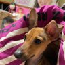 haru1999_0202's profile picture. 愛犬アイナが愛おしい🐕 小泉遥香 ぶんみか 高城れに 超ときめき宣伝本部 ぶんぶんみかちゃんねるの回し者AE エガちゃんねる村民 あたおか ガンヲタ 虎キチです🐯 愛機YAMAHA YZF R7