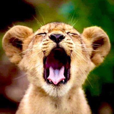 Kao3Smile's profile picture. A person who likes animals..。DM✉️NO… 。 Pescatarian ♥️ The Power of Prayer … 🌎🙏