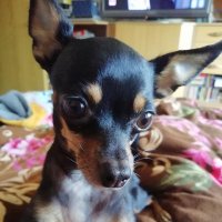 Coco Schatz (@schatz_coco) 's Twitter Profile Photo Coco Schatz (@schatz_coco) 's Twitter Profile Photo
