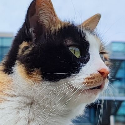 yier3's profile picture. 🌐互联网全干工程师 👏有点社交障碍 🧑‍💻但在做千万用户规模的社交产品 🤔时常思考生命的意义 🌚曾经重度抑郁差点人没了 👏爱瞎折腾 🌟投资亏钱糕手 🐈养两猫一狗