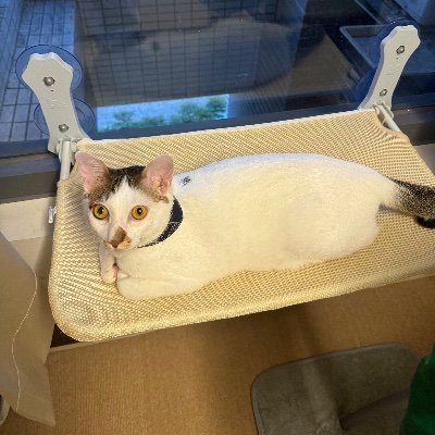 Howard3245666's profile picture. @playsomo | $SOMO