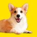 ðã³ãŒã®ãŒã€ããð (@corgi_tumugi) Twitter profile photo ðã³ãŒã®ãŒã€ããð (@corgi_tumugi) Twitter profile photo