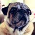 Lily, Annie, Angels Spencer, LuLu, & Tanner! (@SirSpencerPug) Twitter profile photo