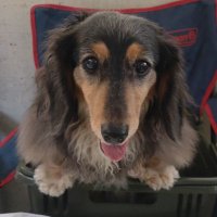 たけぽん (@gomasan49) 's Twitter Profile