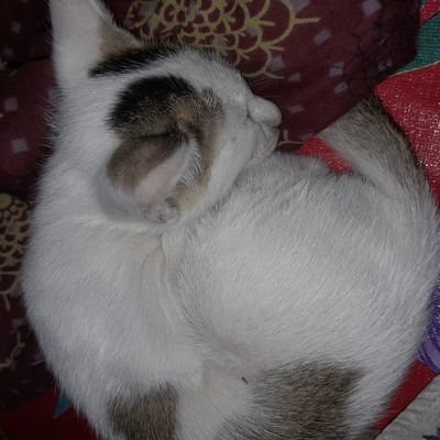 Fgvc106824's profile picture. 