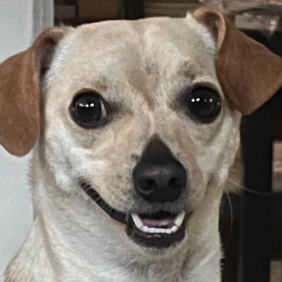 JSFundamentals's profile picture. Handsome. Smart. Funny. Handsome.