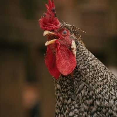 animal2behavior's profile picture. ¡Alto! 🛑 Estás a un scroll de distancia de lo que es tendencia AHORA MISMO.
Somos tu dosis diaria de lo más viral de internet. Desde memes épicos hasta desafío